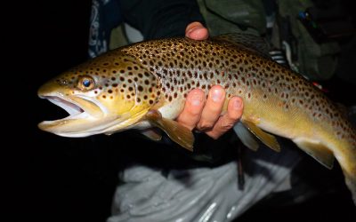 Night Fishing for Trout — Bank Water