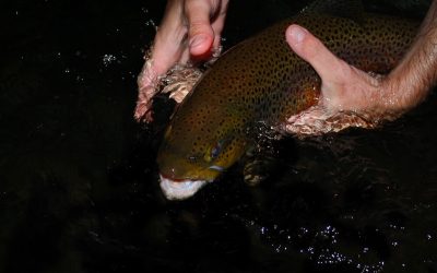 Night Fishing for Trout: Know your water, and make a plan