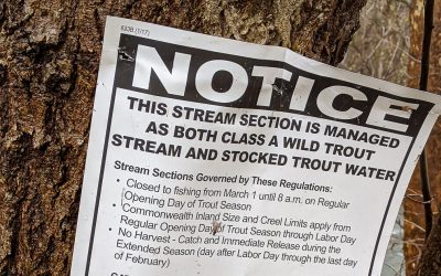 The Mismanagement of “Class A” Wild Trout