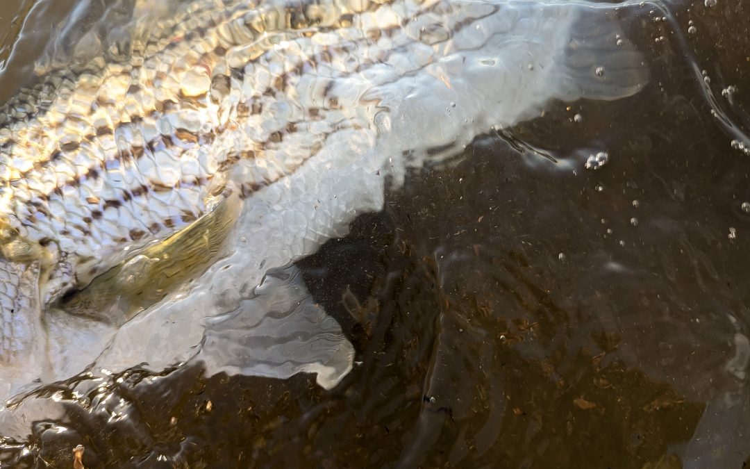 What Fishing Does to Your Brain