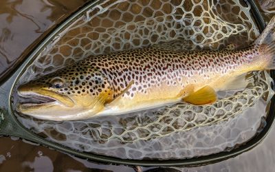 #7. Guiding the Flies: Nine Essential Skills for Tight Line and Euro Nymphing