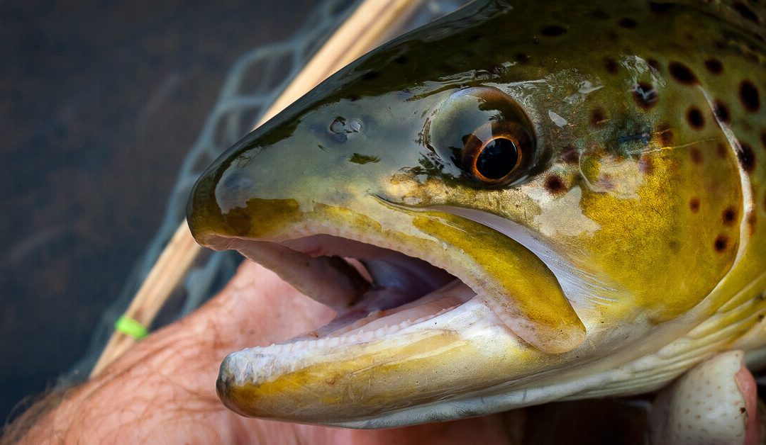 We Are Wild Trout | Looking forward, after Pennsylvania’s first wild trout summit