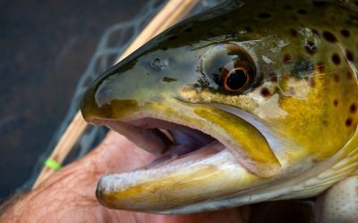 We Are Wild Trout | Looking forward, after Pennsylvania’s first wild trout summit