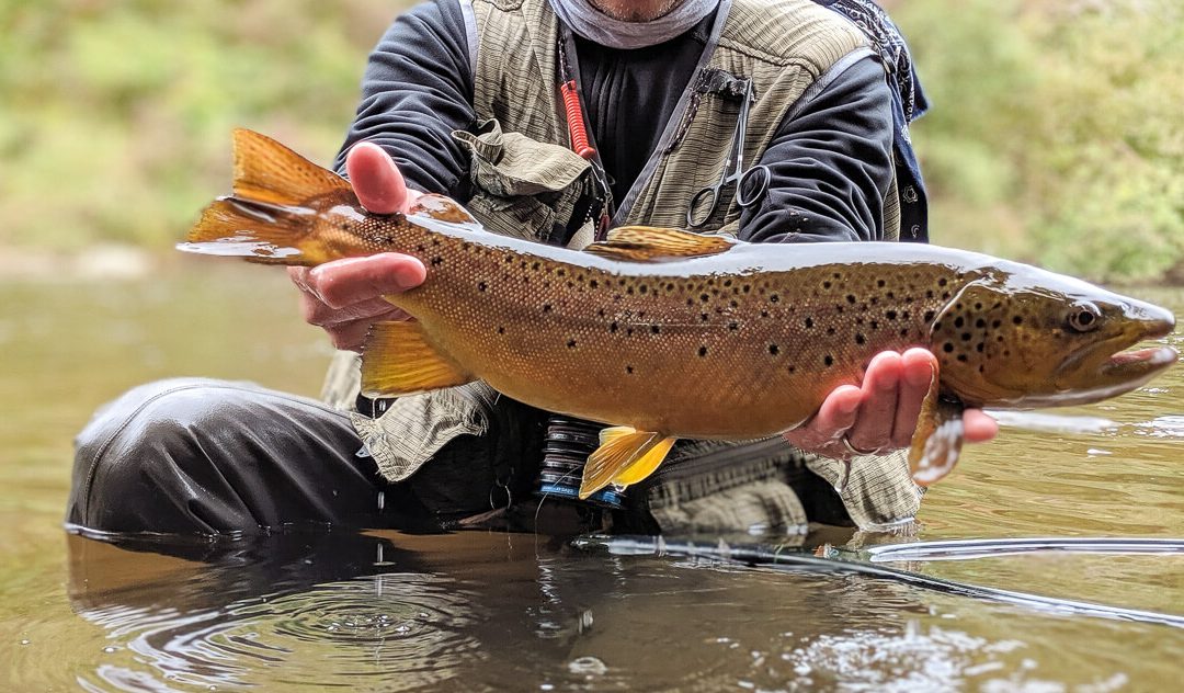 Where to Find Big Trout | Part Two: The Spillouts