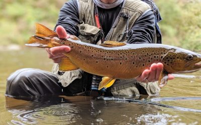 Where to Find Big Trout | Part Two: The Spillouts