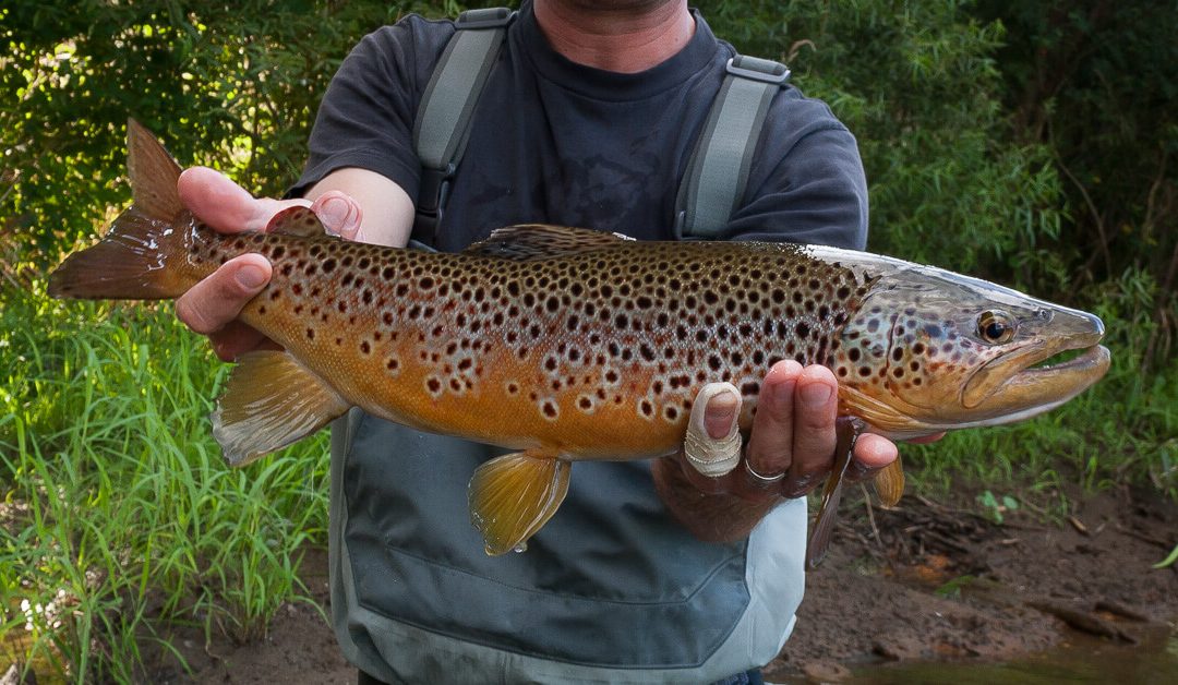 Why Wild Trout Matter