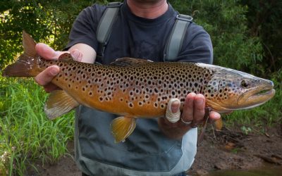 Why Wild Trout Matter