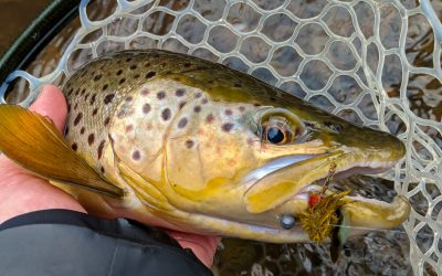 Does a Stocked Trout Ever Become Wild?