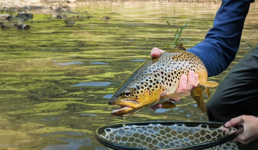 Tight Line and Euro Nymphing: Tracking the Flies