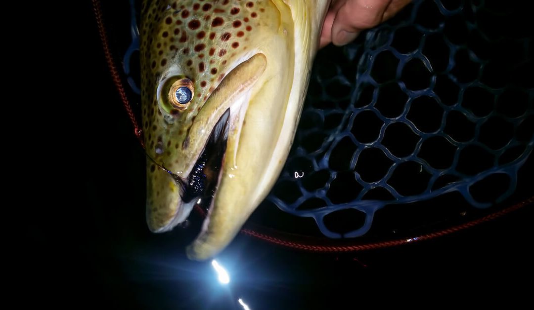 Night Fishing for Trout — You’re gonna need a bigger rope