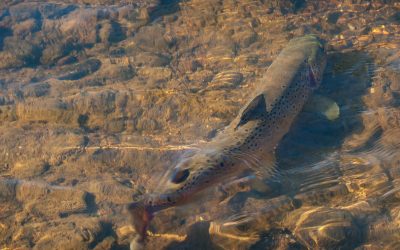 What Moves a Trout to the Fly?